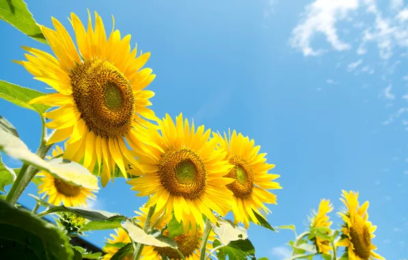 Summer, the sky, sunflowers, yellow
