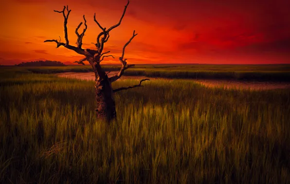 Picture the sky, trees, landscape, the evening