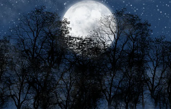 Picture forest, night, the moon, star.the sky