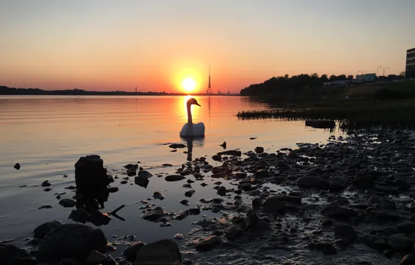 Sunset, river, Swan, sunset on the river, the view of the sunset, beautiful sunset