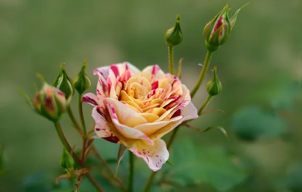 Roses, buds, bokeh