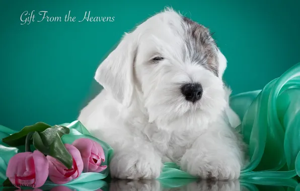 Picture tulips, puppy, the Sealyham Terrier