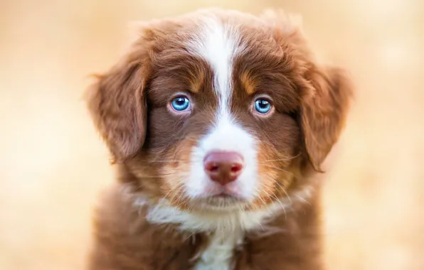 Picture animals, look, dog, puppy, blue eyes