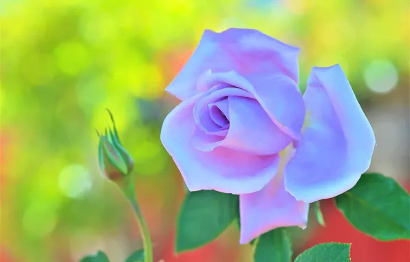 Flower, leaves, macro, rose, Bud, lilac, bokeh