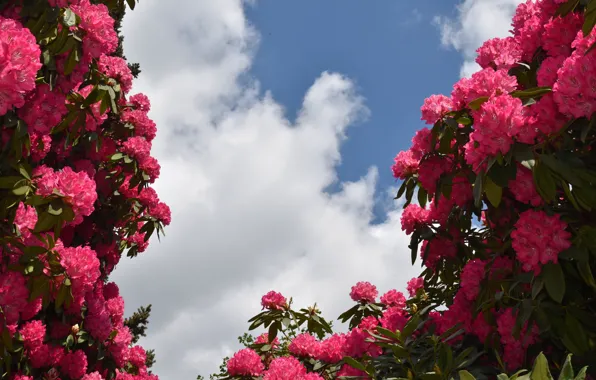 The sky, leaves, clouds, flowers, blue, spring, pink, flowering