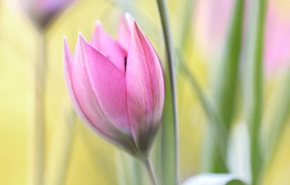 Picture flower, flowers, Tulip, spring