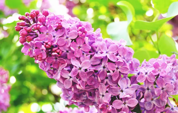 Picture macro, spring, petals, flowering, lilac, inflorescence