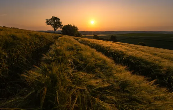 Field, the sun, sunset, rye, ears, cereals, rye field