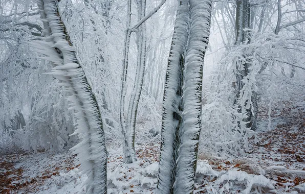 Winter, frost, forest, snow, trees, nature, ice, icicles