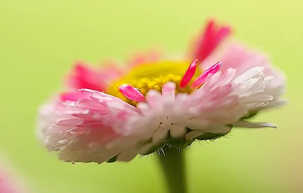 Picture flower, nature, plant, petals