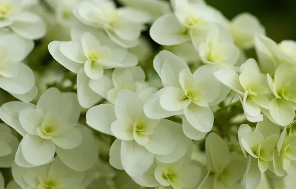 Bush, white, flowers, hydrangea