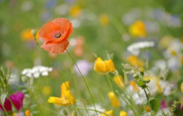 Field, grass, nature, Mac, petals, meadow
