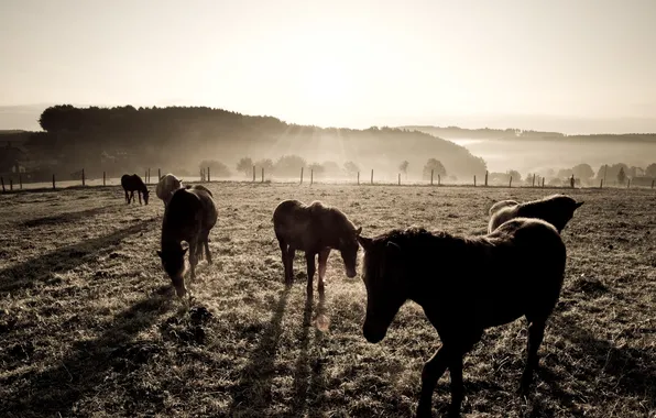 Field, photo, background, Wallpaper, horse, Pasture