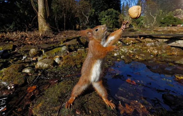 Picture forest, look, pose, stones, shore, the game, legs, protein