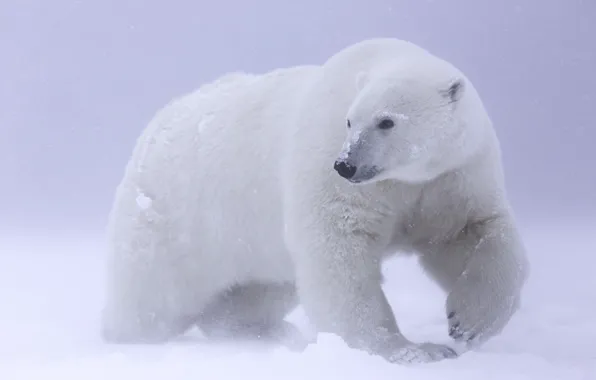Snow, polar bear, Arctic