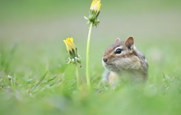 Grass, flowers, Chipmunk, dandelions