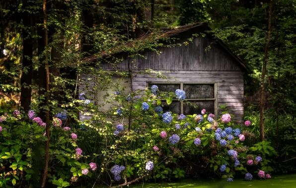 Picture forest, flowers, house