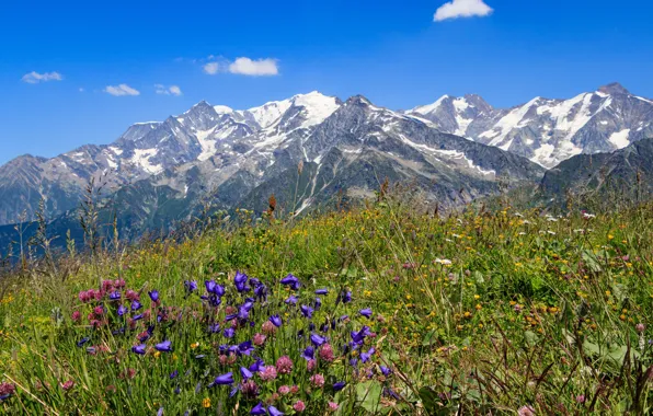 Flowers, mountains, tops, France, Savoie, Massif du Beaufortain