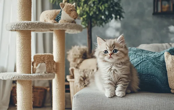 Cat, look, pose, kitty, grey, room, toy, furniture