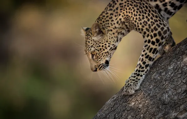 Picture background, tree, Leopard, wild cat, bokeh