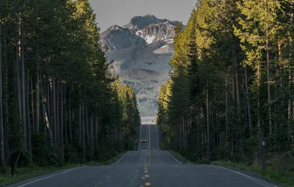 Picture road, forest, trees, mountains, Wyoming, Wyoming, Yellowstone national Park, Yellowstone National Park