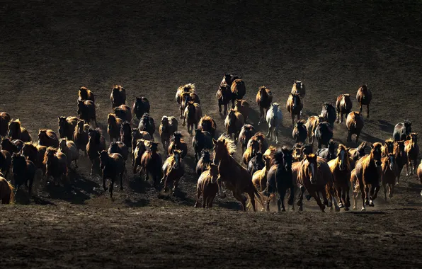 The steppe, horse, the herd
