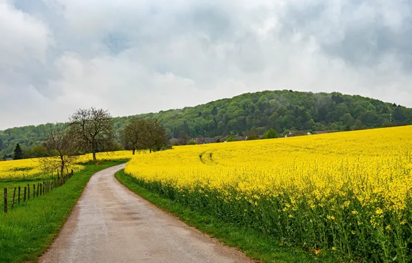 Road, field, forest, the sky, clouds, trees, flowers, the way