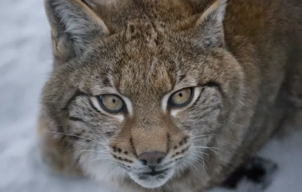 Picture cat, look, face, lynx