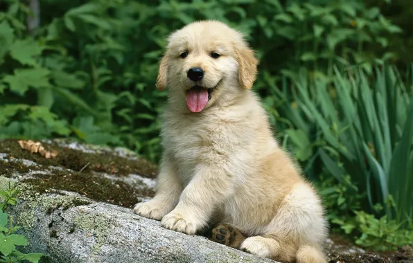 Language, stone, puppy
