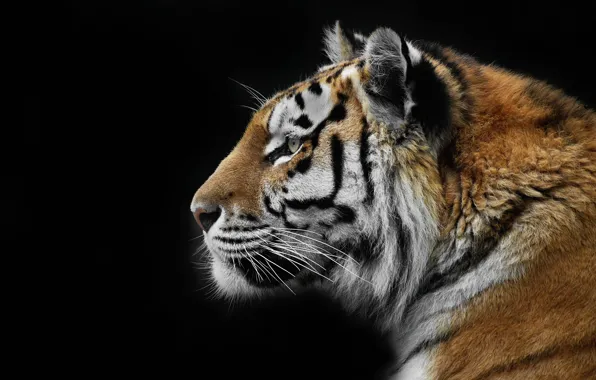 Picture nature, tiger, background, beast