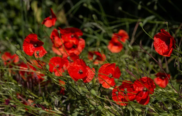 Greens, summer, light, flowers, the dark background, bright, Maki, red