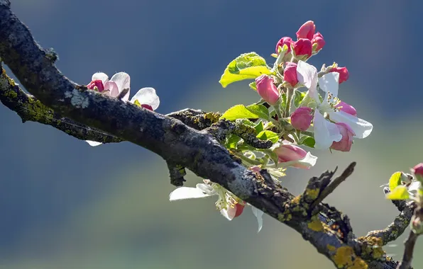 Branch, Apple, buds, weights