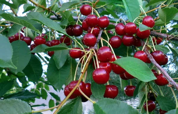 Summer, cherry, berries, yummy