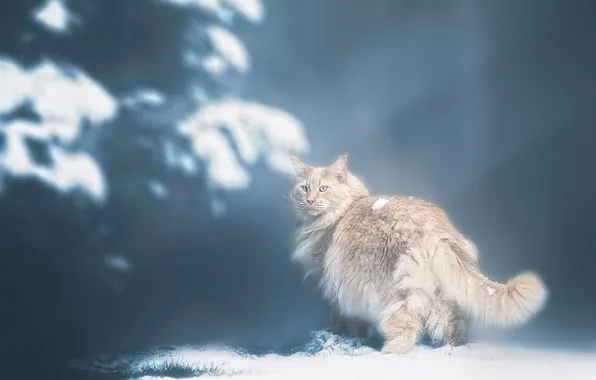 Winter, cat, cat, rays, light, snow, branches, nature