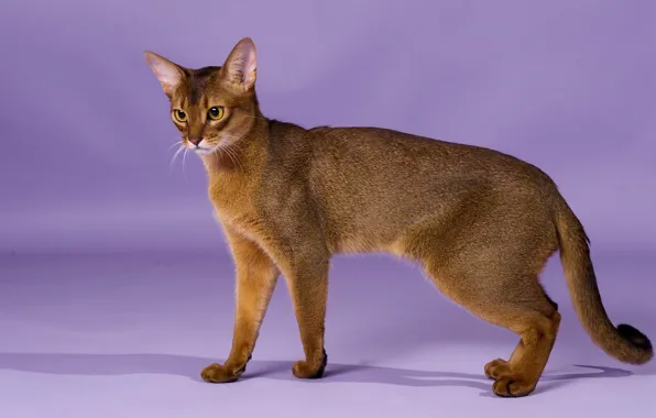 Picture grace, breed, Abyssinian cat
