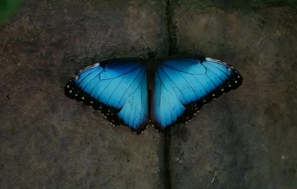 Microsemi, wall, wings, Butterfly, insect, beautiful, closeup
