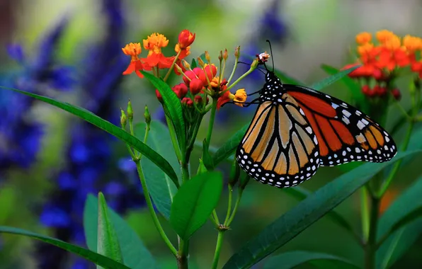 Leaves, flowers, butterfly, plant, moth