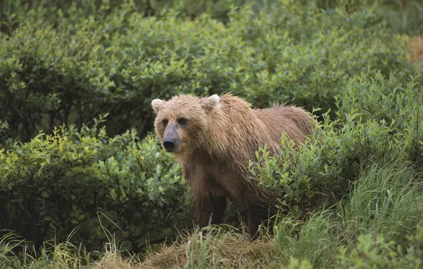 Animal, Wallpaper, bear, bear, wallpaper, beast