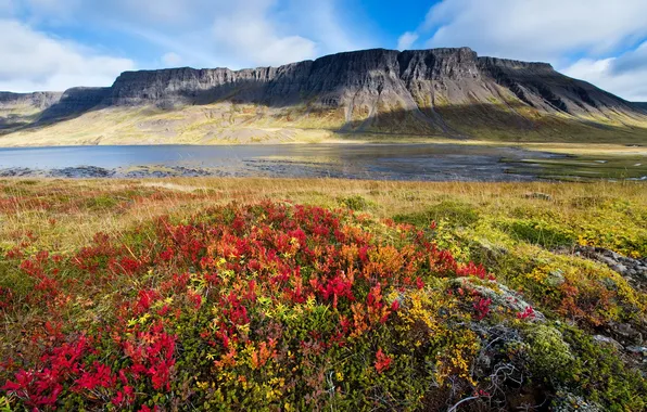 Field, the sky, landscape, mountains