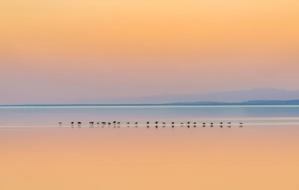 Picture sunset, mountains, birds, lake, reflection, duck, mirror