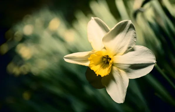 Macro, flowers, spring
