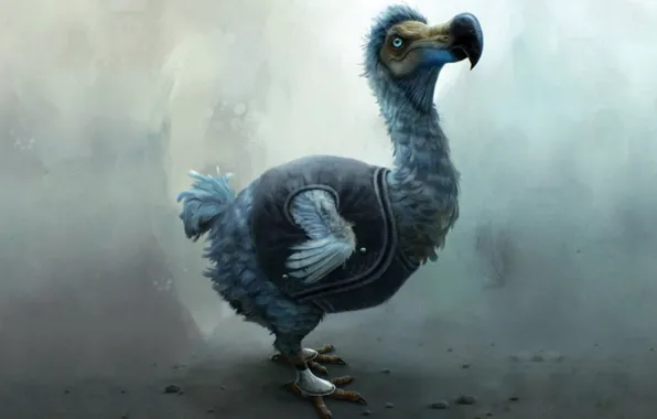 Picture bird, animal, dodo
