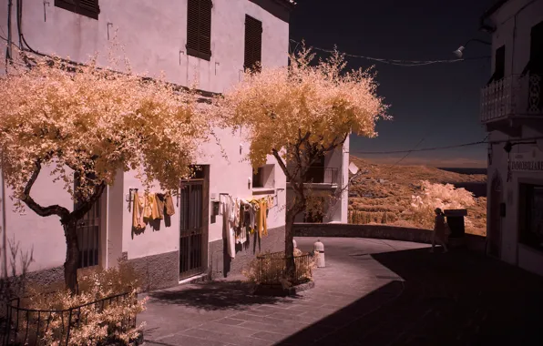Picture trees, street, home, Italy, Tuscany, Livorno, the island of Elba, infrared the