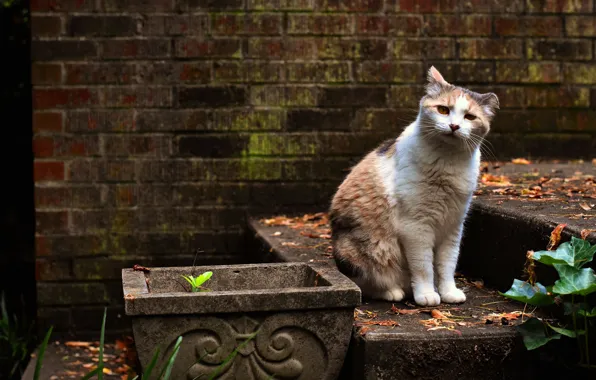 Picture cat, cat, look, wall, garden, sitting, spotted, red with white