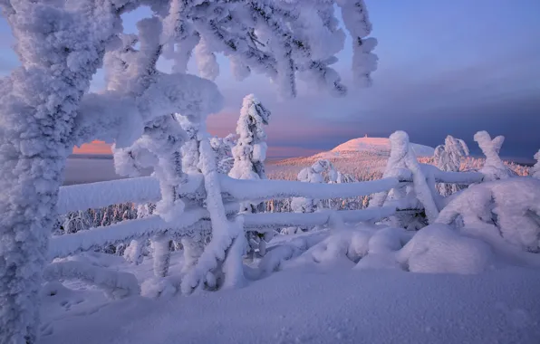 Picture winter, snow, trees, the fence, the snow, Finland, Lapland