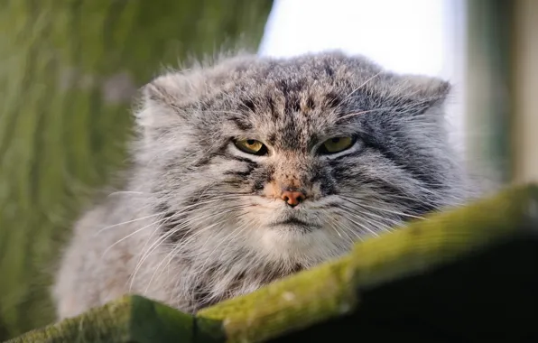 Picture face, wild cat, manul, the Pallas cat
