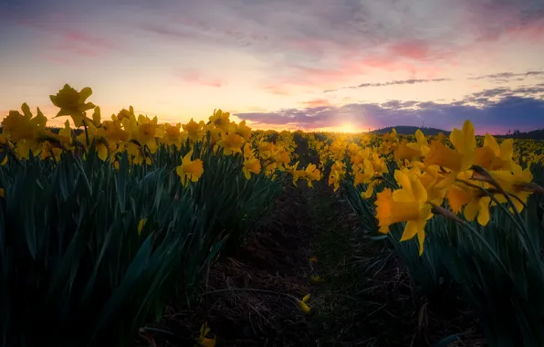 Field, the sky, sunset, yellow, daffodils, plantation