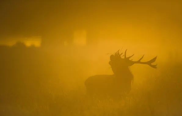 Nature, fog, deer