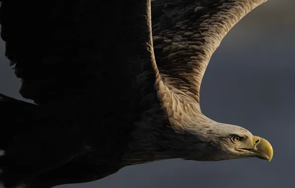 Norway, 20 Jun 2008, or seawater (Haliaeetus albicilla, White-tailed eagle, white-tailed sea eagle)