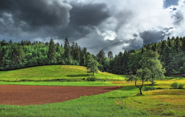 Picture field, forest, the sky, trees, landscape, nature, glade, plants